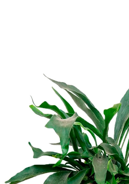 Платицериум Бифуркатум 19/40 см