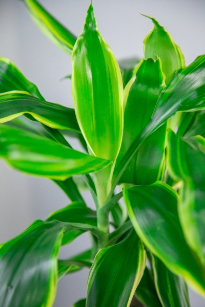 Драцена Голден Кост 1 ствол 12/40 см