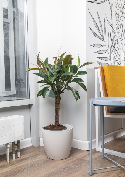 Фикус Эластика Мелани на стволе 21/90 см Фикус Эластика Мелани на стволе 21/90 см