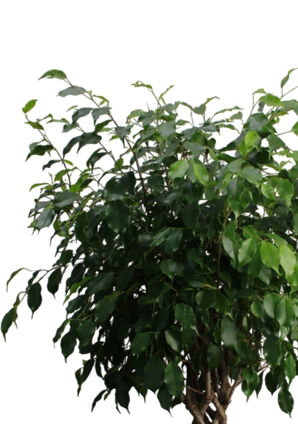 Фикус Бенджамина Экзотика цилиндр 27/120 см в CUBICO COLOR 30 Фикус Бенджамина Экзотика цилиндр 27/120 см в CUBICO COLOR 30