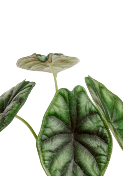 Алоказия Драгон Скейл 12/25 см в CUBE GLOSSY 14 Алоказия Драгон Скейл 12/25 см в CUBE GLOSSY 14