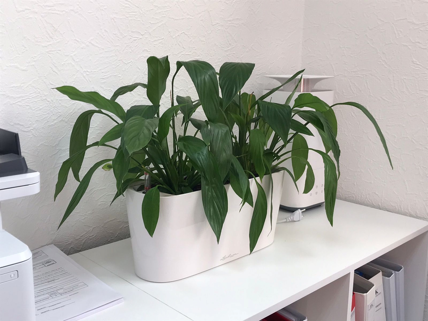 ВЫЕЗДНАЯ ПЕРЕСАДКА РАСТЕНИЙ