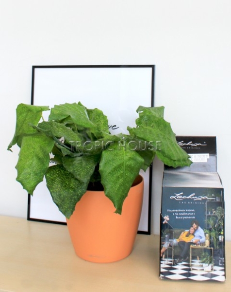 Калатея мозаичная Нетворк 14/40 см