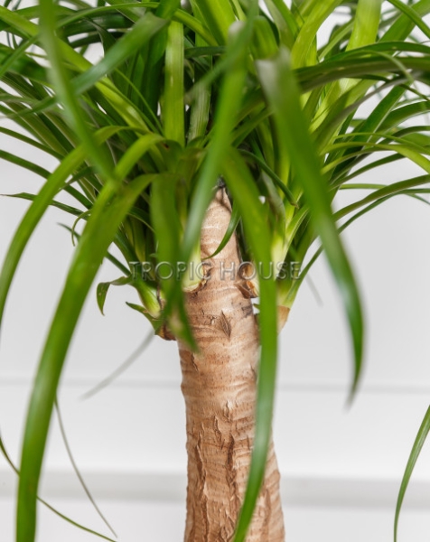 Нолина в CLASSICO LS 21