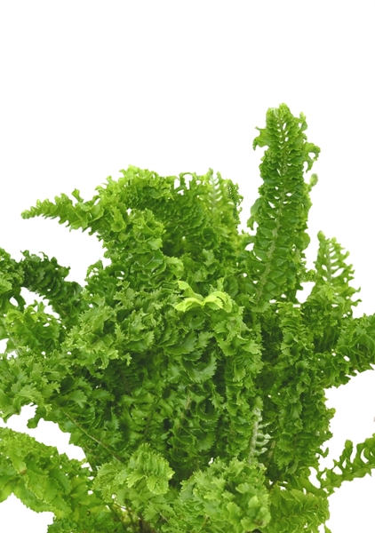 Папоротник Нефролепис Возвышенный в PURO 20 Папоротник Нефролепис Возвышенный в PURO 20