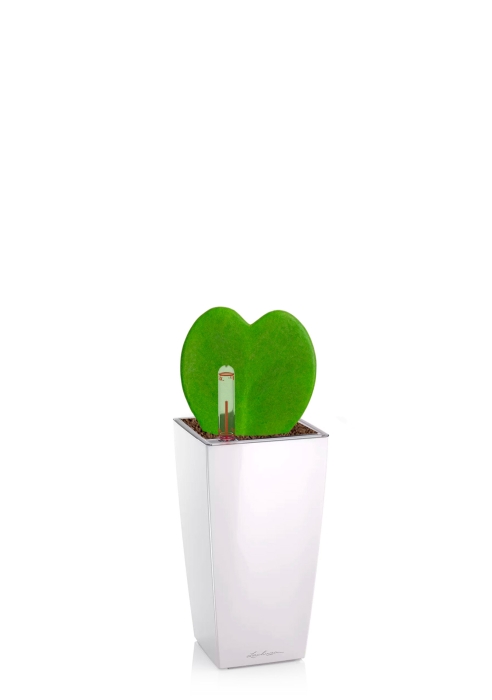 Хойя Керри 7/15 см в MINI CUBI, белый блестящий