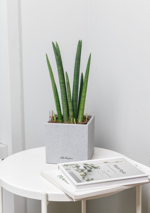 Сансевиерия Цилиндрика Спагетти в CANTO STONE 14