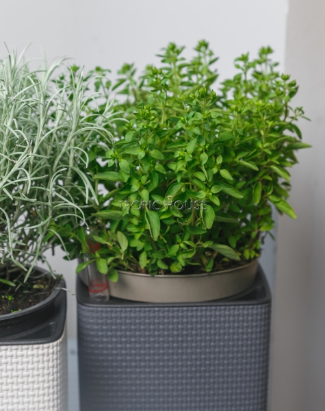 Набор "Пряные травы" в CUBE 14