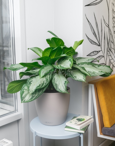 Аглаонема Сильвер Бей в CLASSICO COLOR 28