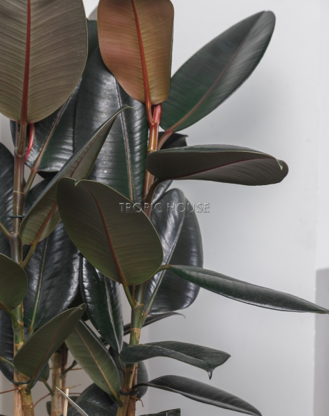 Фикус Эластика Абиджан в CUBICO 30