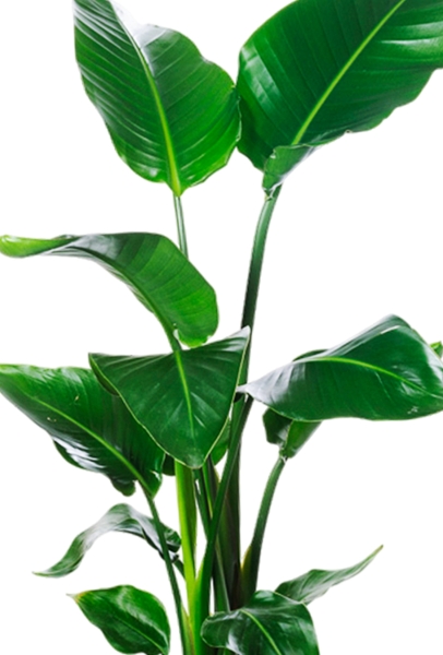 Стрелиция Николай 19/90 в CUBICO COLOR 30 Стрелиция Николай 19/90 в CUBICO COLOR 30