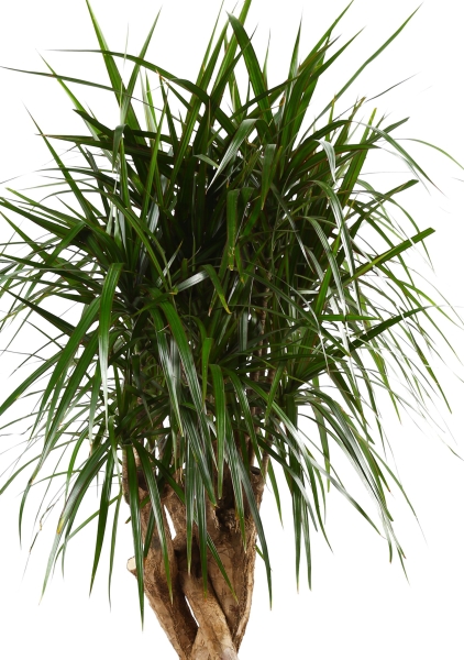 Драцена Маргината бранч 27/120 см