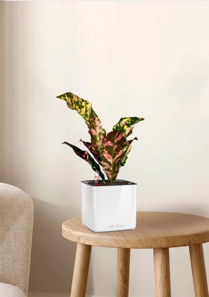 Кодиеум 8/20 см в CUBE GLOSSY 14 Кодиеум 8/20 см в CUBE GLOSSY 14