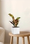 Кодиеум 8/20 см в CUBE GLOSSY 14