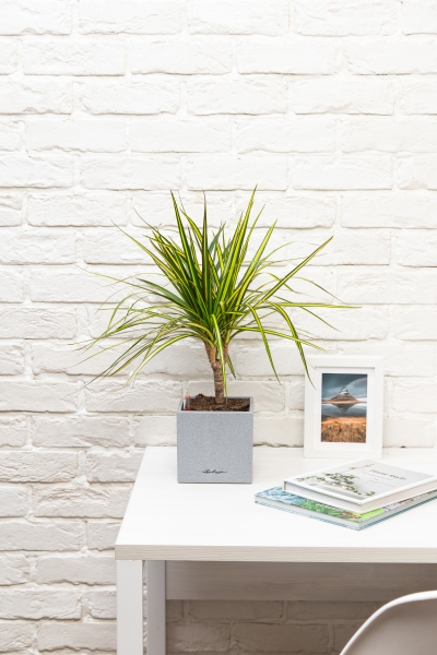 Драцена Маргината Санрей 12/40 см в CANTO STONE 14