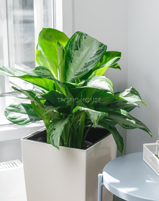 Аглаонема Сильвер Бей в CUBICO 30