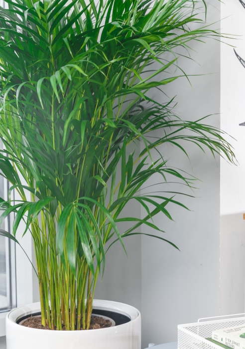 Хризалидокарпус в RONDO 32