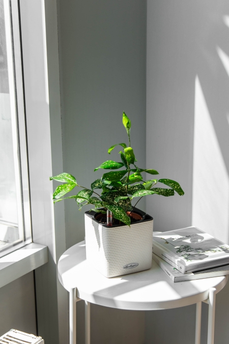 Драцена Суркулоза в CUBE COLOR 14