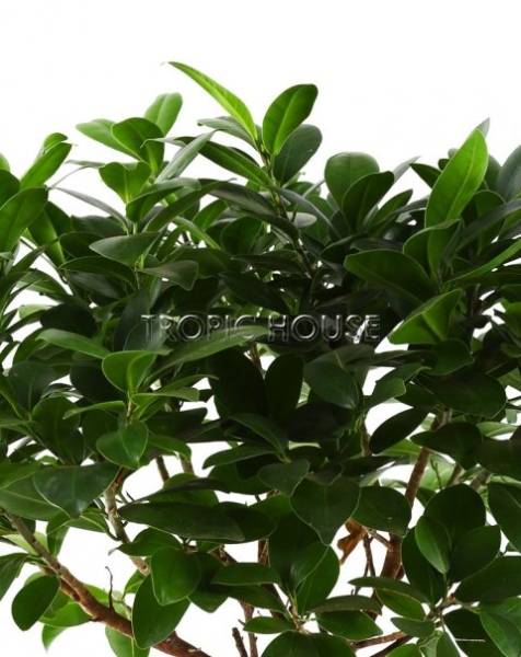 Фикус Бонсай в керамике 21/45 см Фикус Бонсай в керамике 21/45 см