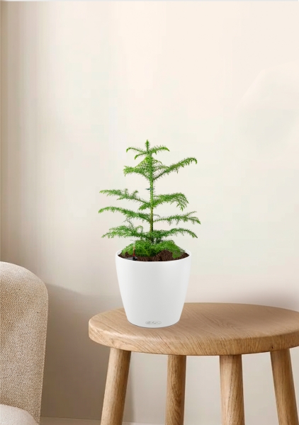 Араукария Араукана 19/25 см в CLASSICO COLOR 28