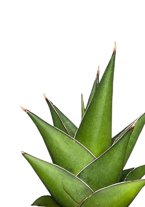 Сансевиерия Аббей Краун в OJO