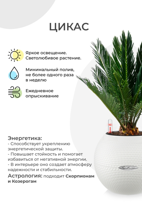 Цикас в PURO 20