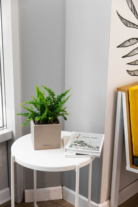 Нефролепис в CANTO STONE 14