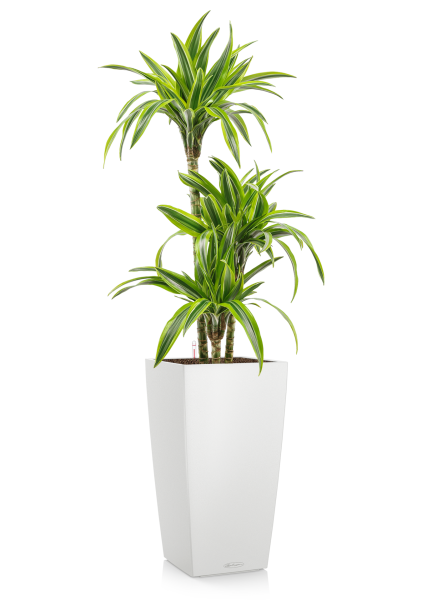 Драцена Лемон лайм 3 ствола в CUBICO 30 Драцена Лемон лайм 3 ствола в CUBICO 30