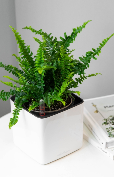 Нефролепис в CUBE GLOSSY 14