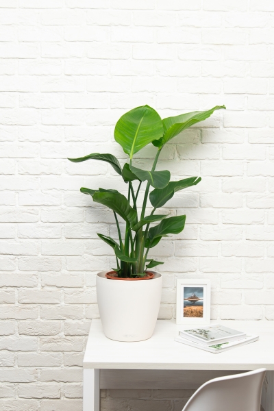 Стрелиция Николай 21/100 в CLASSICO COLOR 28