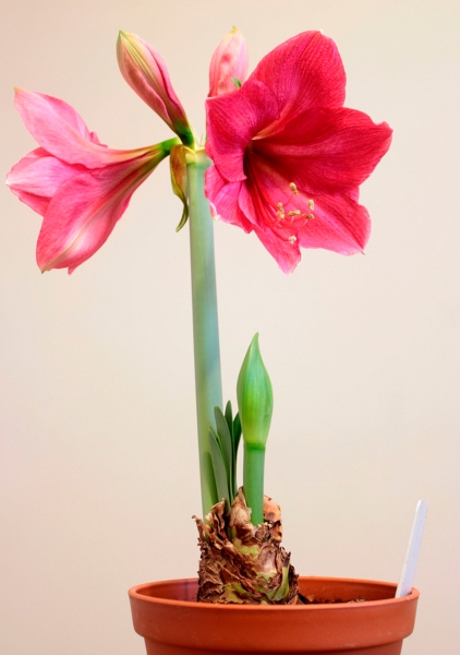 Амариллис луковичный в прополисе, красный Амариллис луковичный в прополисе, красный