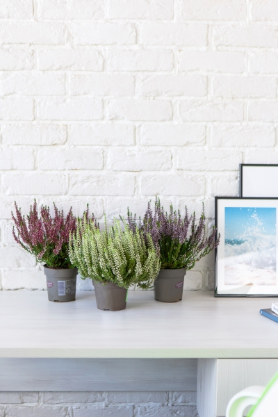 Вереск (Эрика) розовый 12/30 см