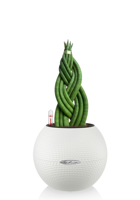 Сансевиерия цилиндрика косичка в PURO 20, белый