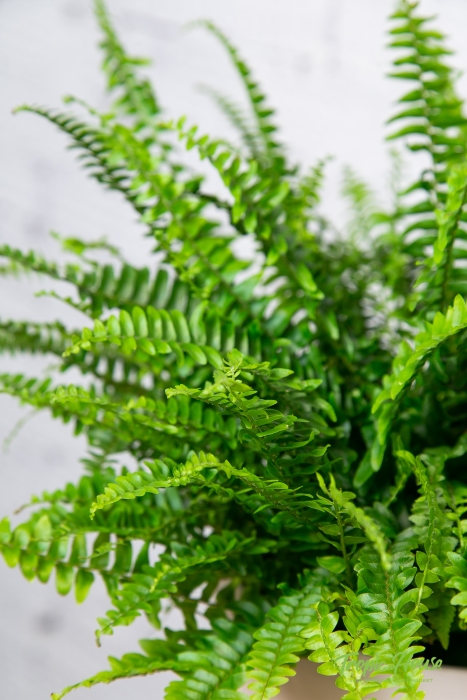 Папоротник Нефролепис 21/60 см