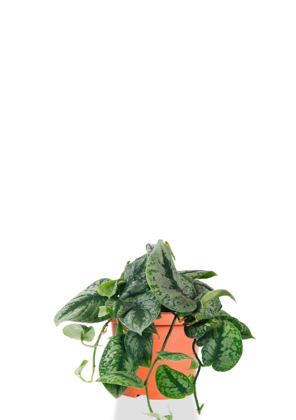 Сциндапсус Пиктус Требе 12/20 см