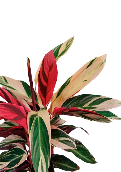 Строманта 19/65 см в QUADRO LS 28