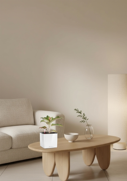 Аглаонема Айкетчер 12/30 см в CUBE Glossy 14 Аглаонема Айкетчер 12/30 см в CUBE Glossy 14