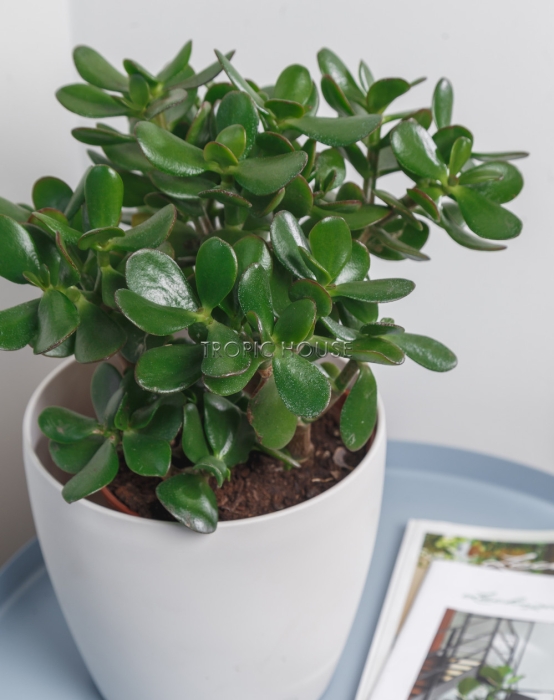 Крассула Овата в CLASSICO Color 21