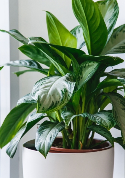 Аглаонема Сильвер Бей 17/55 см