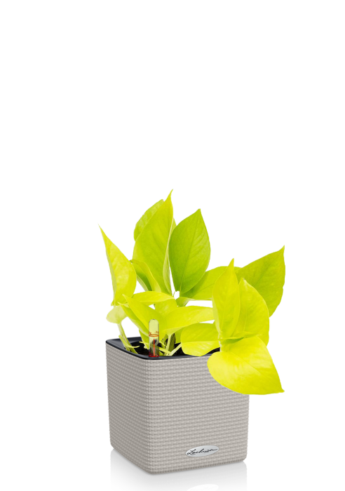 Эпипремнум Голден Потос в CUBE COLOR 14 Песочно-коричневый