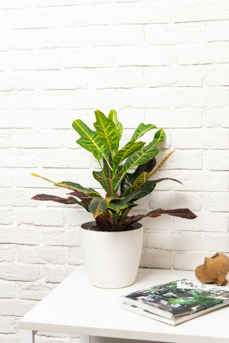 Кротон Экселент в CLASSICO COLOR 21