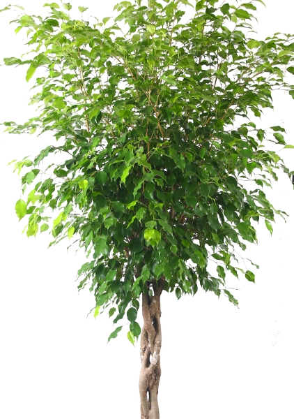 Фикус Бенджамина Экзотика переплетенный 40/190 см Фикус Бенджамина Экзотика переплетенный 40/190 см