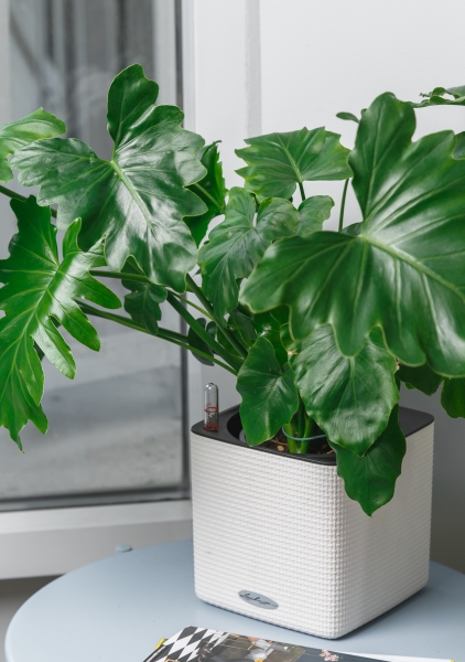 Филодендрон Шангри Ла 17/50 см Филодендрон Шангри Ла 17/50 см