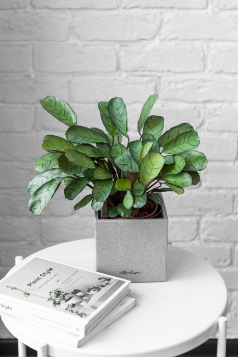 Ктенанта Амагрис в CANTO STONE 14