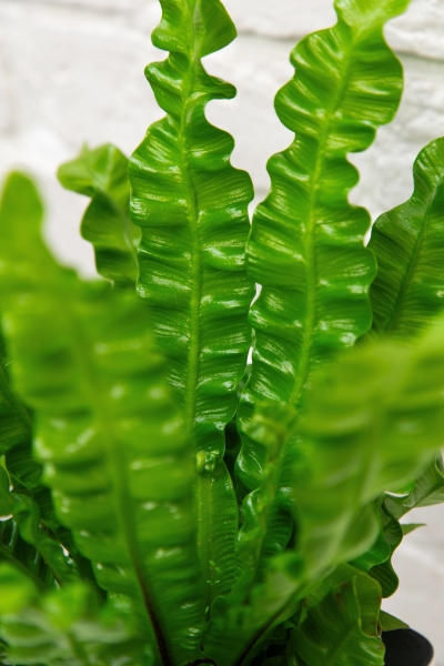 Асплениум Криспи Вейв 12/30 см