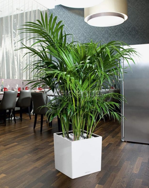 Кашпо LECHUZA CUBE 40х40 см