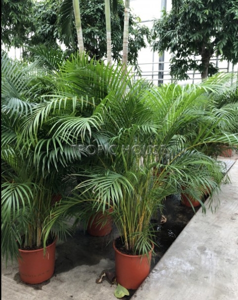 Хризалидокарпус Арека 30/200 см