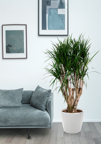 Драцена Маргината бранч 35/180 см