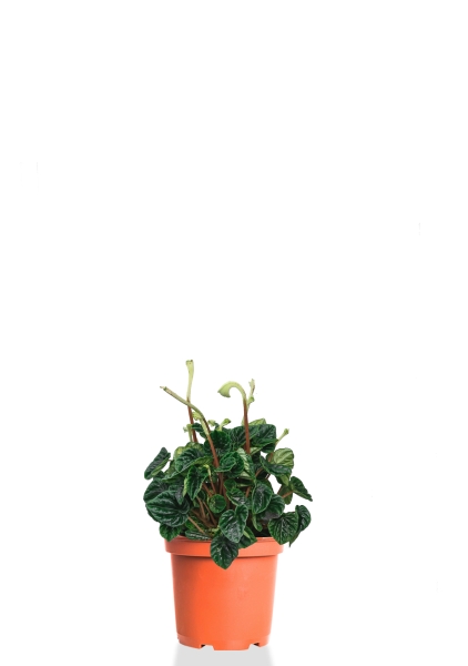 Пеперомия Лилиан 12/30 см