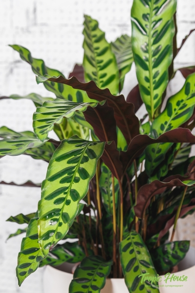 Калатея Лансифолия 17/60 см